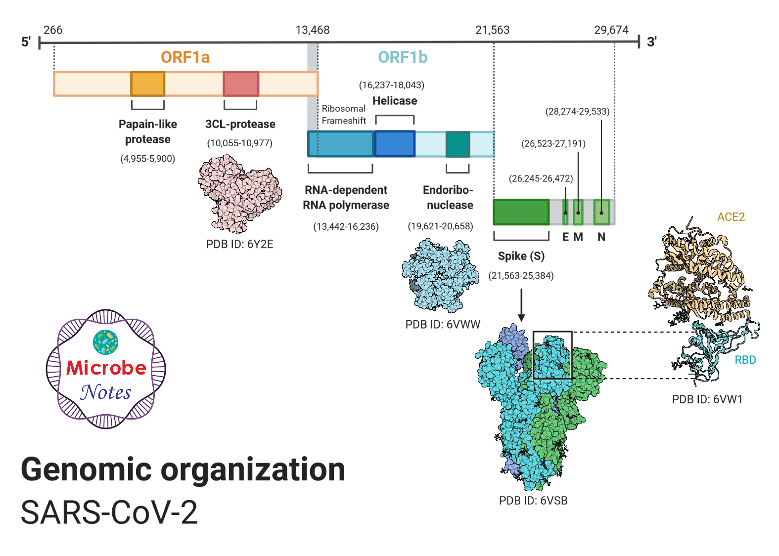 SARS-COV-2的基因组组织