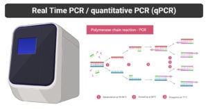 实时PCR-原理，过程，标记，优点，用途