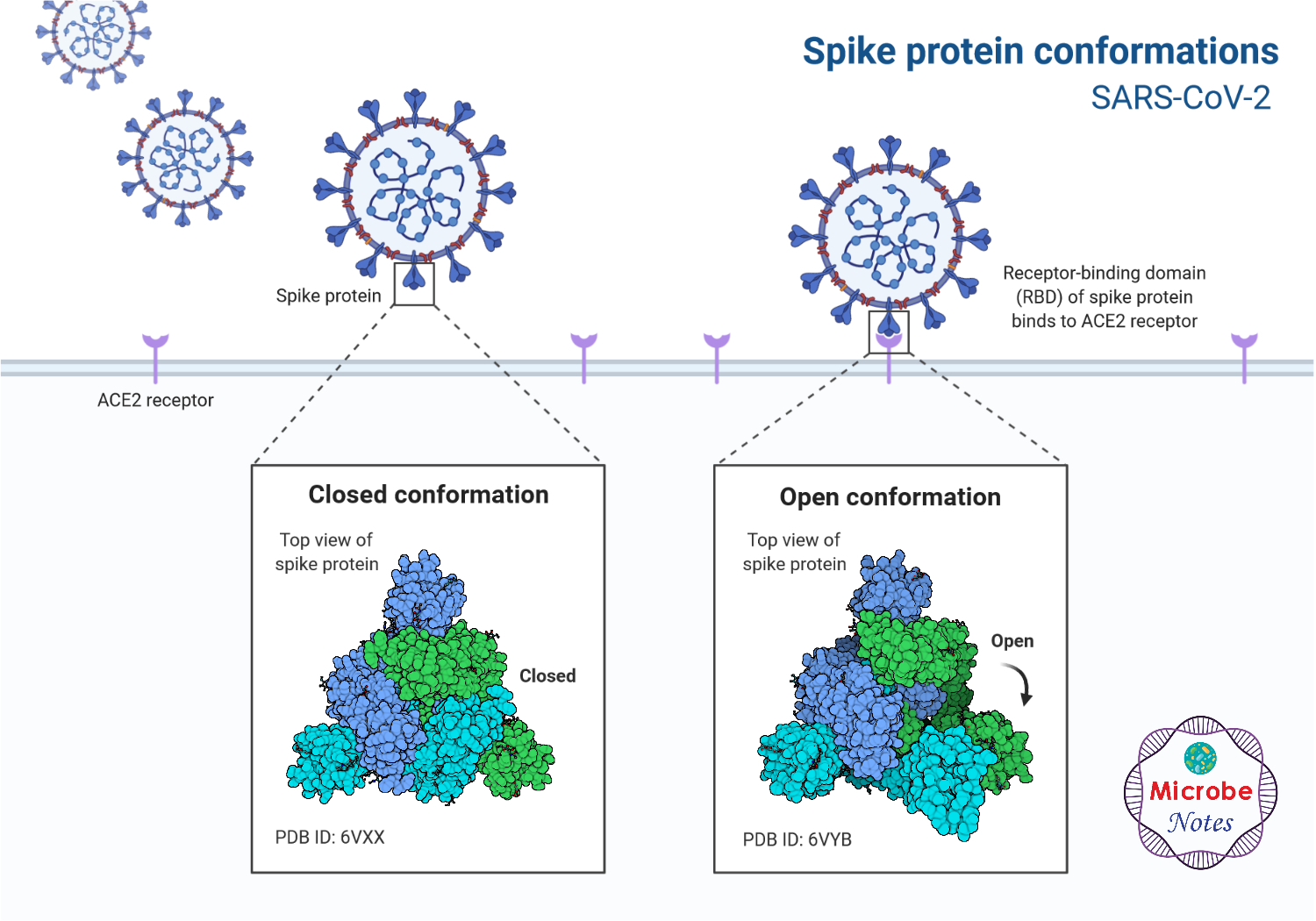 穗蛋白SARS-COV-2