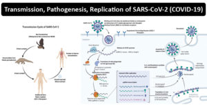 透射，发病机制，SARS-COV-2的复制（Covid-19）