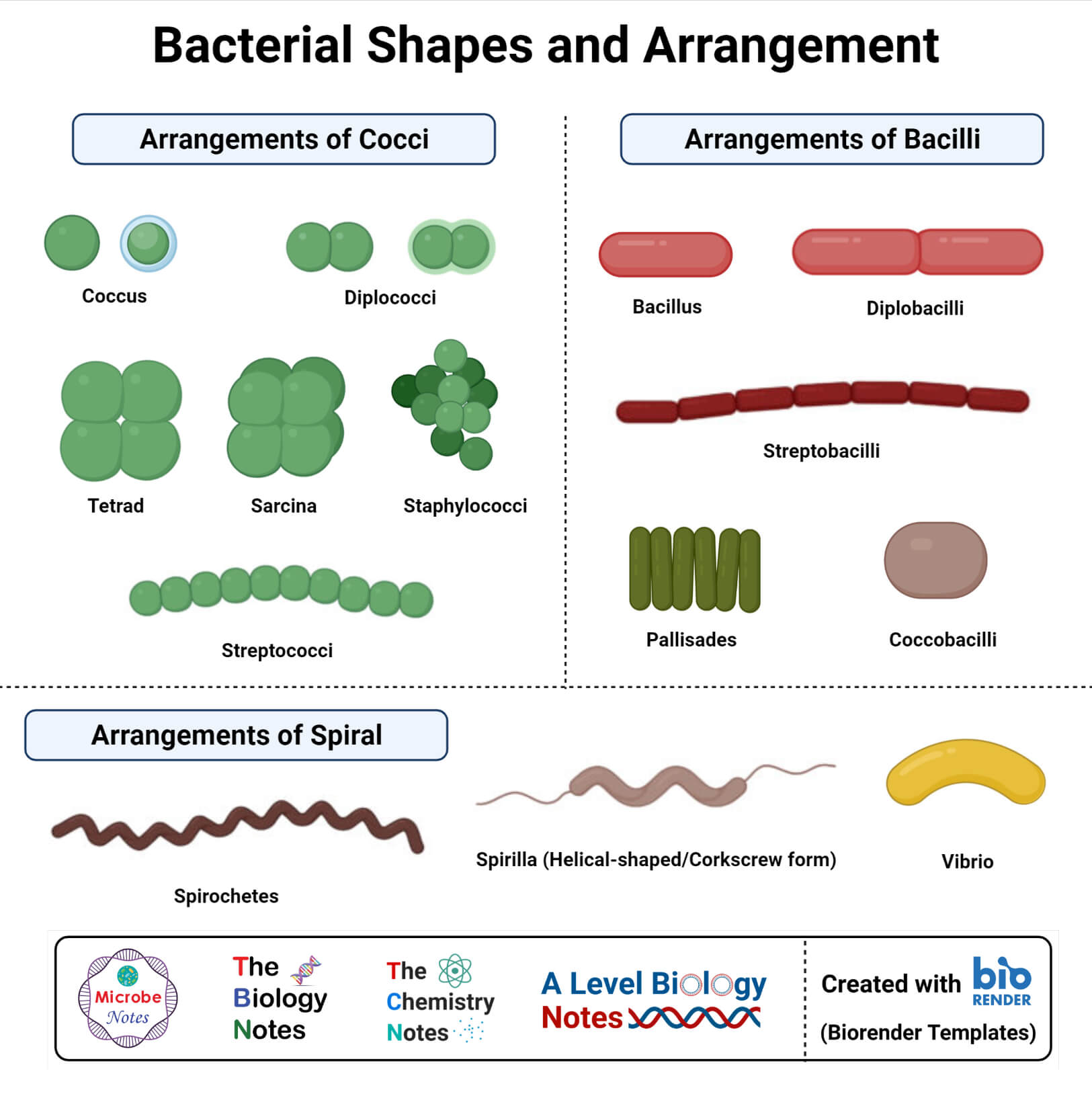 细菌的形态学-大小，形状，排列，例子