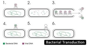 细菌转导 - 定义，原则，步骤，例子