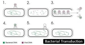 细菌转导-定义，原理，步骤，例子