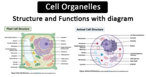 细胞机结构和函数与图
