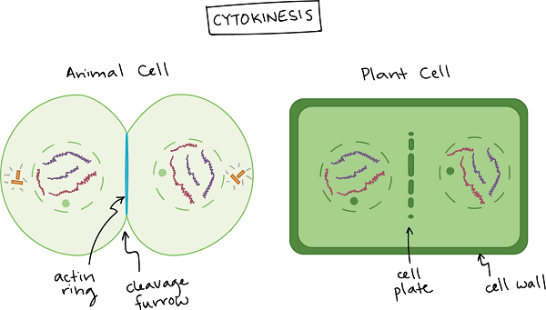 动物细胞和植物细胞的胞质分裂