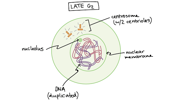 间期g2期或DNA合成后期