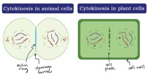 植物和动物细胞中的细胞因子