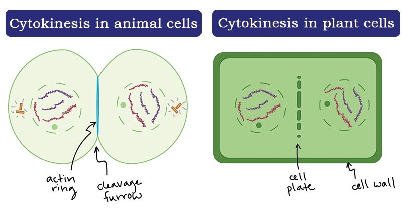 动植物细胞的胞质分裂