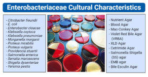 肠杆菌薄膜文化特征