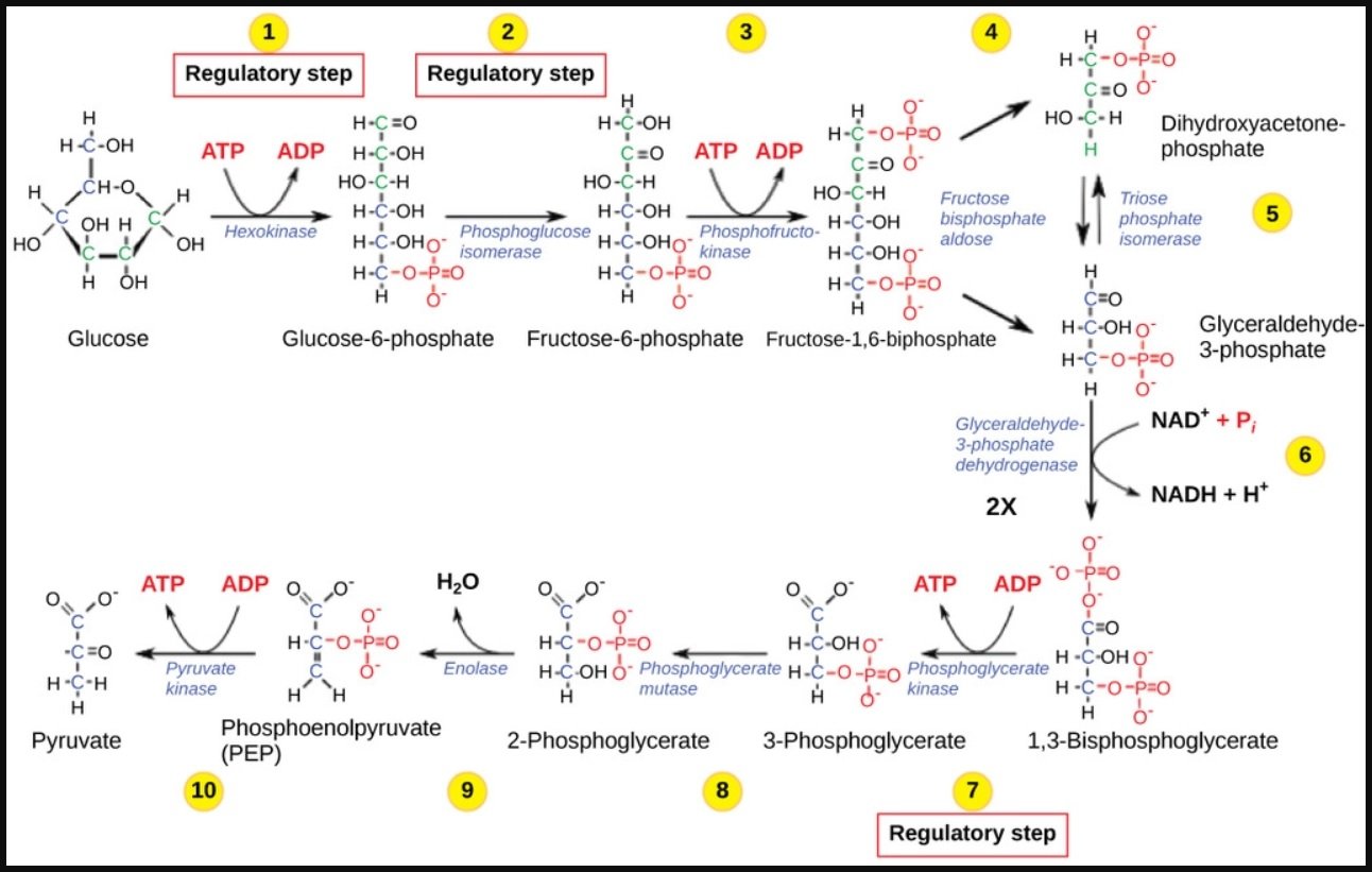 糖酵解10步