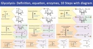 糖酵解-定义，方程式，酶，10个步骤与图表