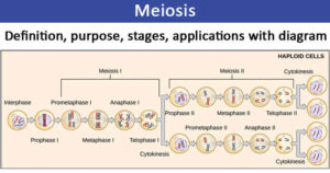 Meiosis-定义，目的，阶段，应用与图表