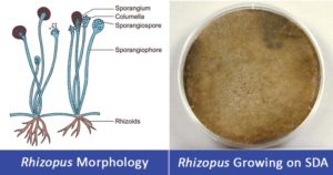 Rhizopus spp.