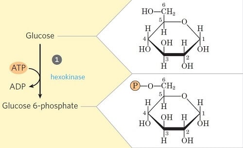 步骤1-葡萄糖磷酸化