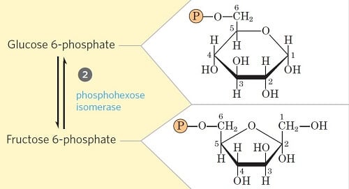 步骤2-葡萄糖-6-磷酸异构化