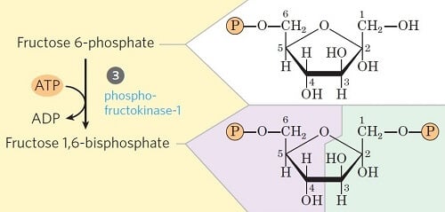 步骤3-果糖-6-磷酸的磷酸化