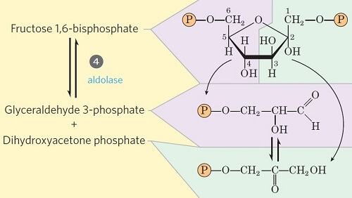 步骤4-裂解果糖1,6-二磷酸盐