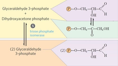 步骤5-二羟基丙酮磷酸酯的异构化