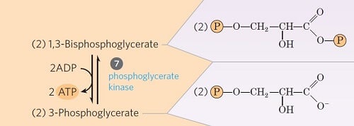 步骤7-从1,3-二磷酸酯至ADP转移磷酸盐