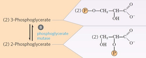 步骤8- 3-磷酸甘油酸的异构化