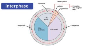 间期和细胞周期的阶段