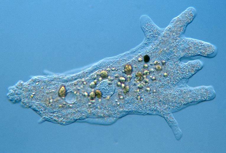 amoeba在显微镜下