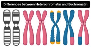 异染色质与常染色质的区别
