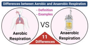Differences between Aerobic and Anaerobic Respiration