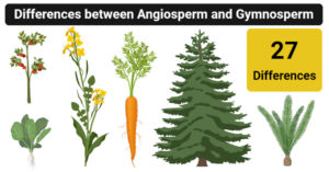 被子植物与裸子植物的区别