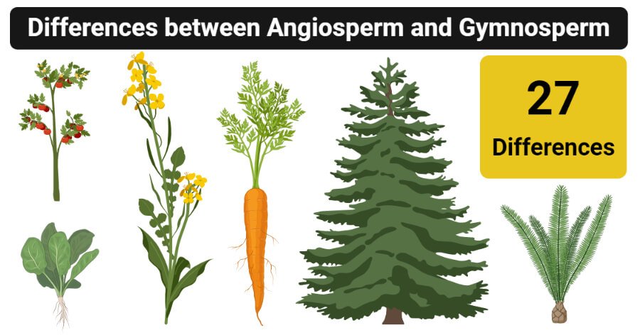 被子植物与裸子植物的差异