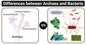 archaea和细菌之间的差异（archaea vs细菌）