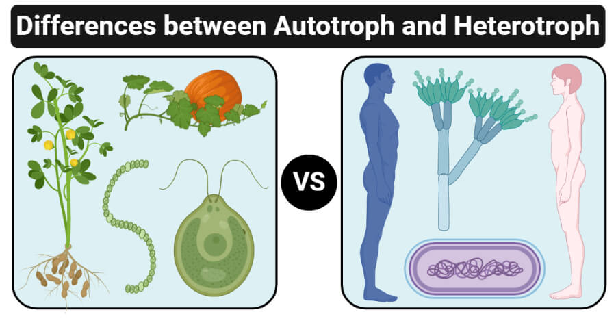 Autotroph和HeteroTroph（Autotroph Vs HeteroTroph）之间的差异