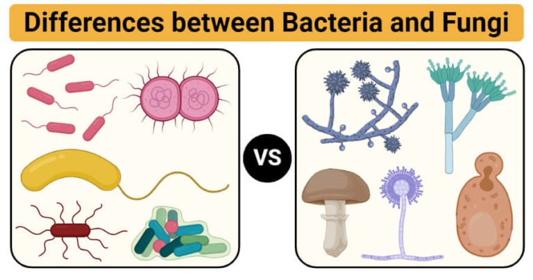 VS Fungi 21 vs-fungi-21