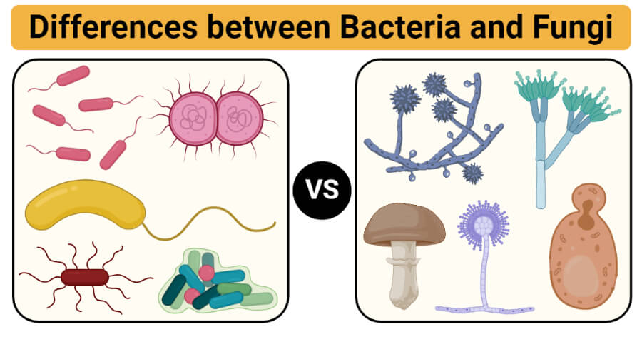 细菌与真菌的区别(细菌与真菌)