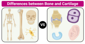 骨和软骨之间的差异（骨骼与软骨）