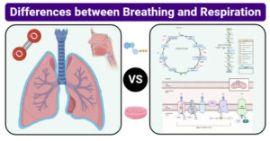 呼吸和呼吸的区别(Breathing vs respiratory)
