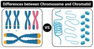 染色体和染色体（染色体VS Chromatid）之间的差异