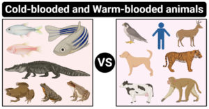 冷血动物和温血动物的区别