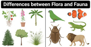 植物群和动物群（Flora Vs Fauna）之间的差异