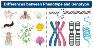 表型和基因型之间的差异