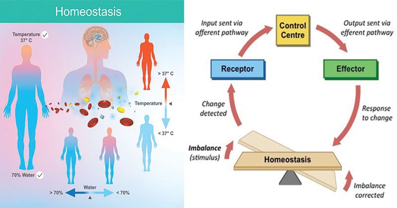 Homeostasis-定义，类型，例如，应用程序
