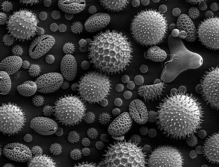 显微镜下的花粉(SEM)
