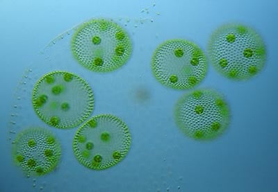 团藻在显微镜下