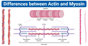 肌动蛋白的差异d Myosin (Actin vs Myosin)