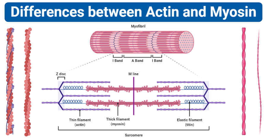 肌动蛋白与肌球蛋白的差异(Actin vs Myosin)