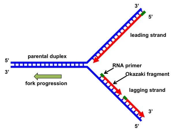 DNA复制叉形成