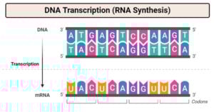 DNA转录(RNA合成)