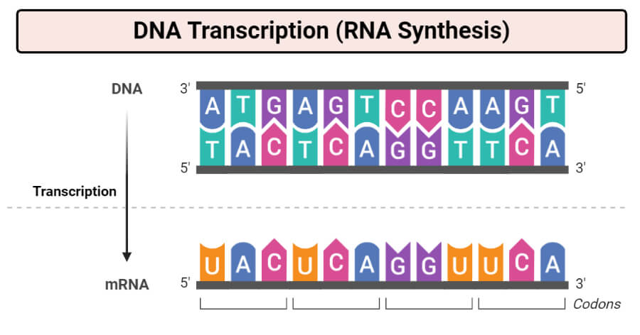 DNA转录(RNA合成)