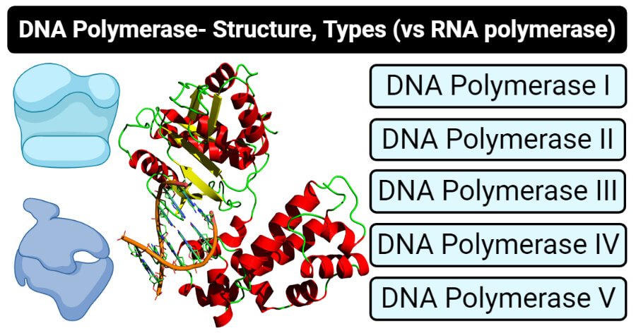 DNA聚合酶