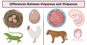 卵巢和vivipar的差异